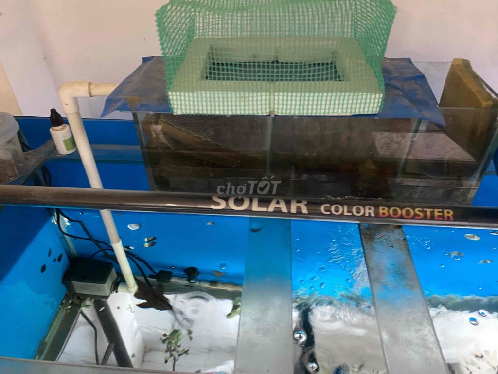 Combo hồ 1m như mới