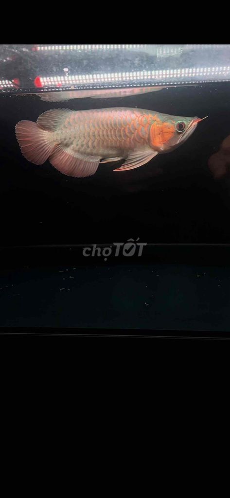 Cá Huyết long 28-30cm Đỏ. Mua bán Thú cưng khác tại Quận Bình Tân Tp Hồ Chí Minh được đăng bởi hoang minh quan  hình 1
