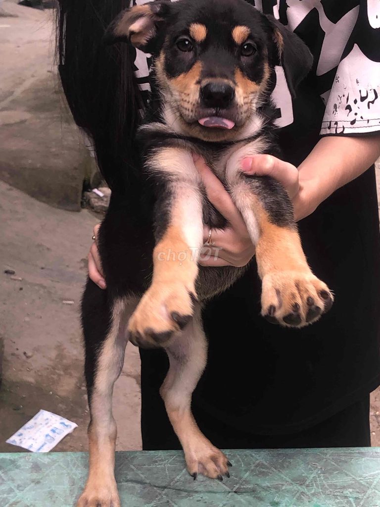 Chó rottweiler lai becgie to con lưỡi đốm. Mua bán Chó tại Quận 12 Tp Hồ Chí Minh được đăng bởi Nguyengiang hình 1