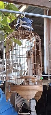 Chim sâu đầu đỏ hót đấu. Mua bán Chim tại Quận Bình Thạnh Tp Hồ Chí Minh được đăng bởi Manh Bui