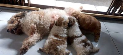 Chó nhà sanh, 1tr5/1 bé nguyên bày 3 bé có fix. Mua bán Chó tại Quận 12 Tp Hồ Chí Minh được đăng bởi Thanh Phú