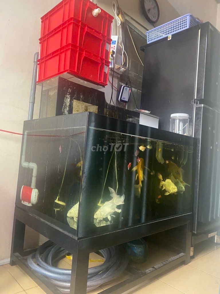 Hồ cá cảnh kính 10li. Mua bán Phụ kiện, Thức ăn, Dịch vụ tại Quận Bình Thạnh Tp Hồ Chí Minh được đăng bởi Lê Nguyễn Tuấn Anh hình 1