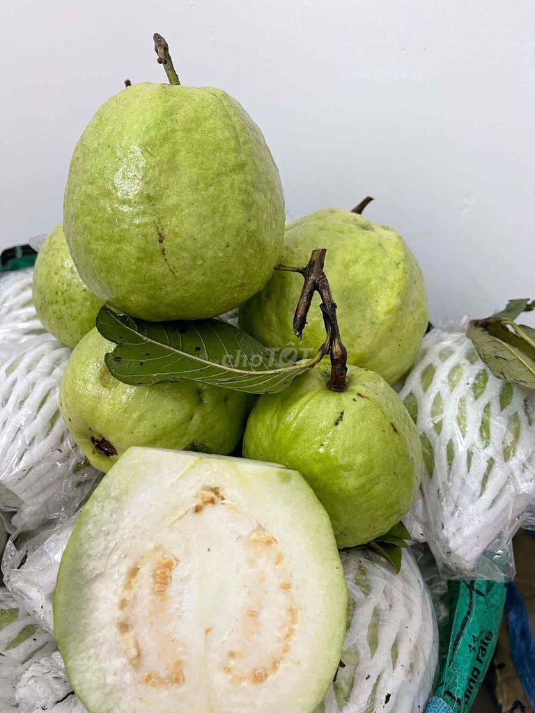 Ổi Lê Đồng Tháp Xanh Ngon Giòn. Mua bán Đồ ăn, thực phẩm và các loại khác tại Quận 8 Tp Hồ Chí Minh được đăng bởi Duong Nguyen hình 1
