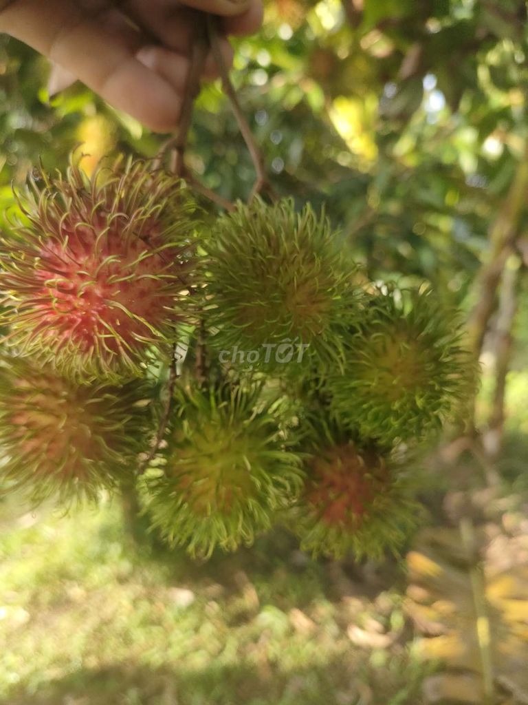 Chôm chôm Thái. Mua bán Đồ ăn, thực phẩm và các loại khác tại Huyện Phong Điền Cần Thơ được đăng bởi gà nòi phong điền hình 1