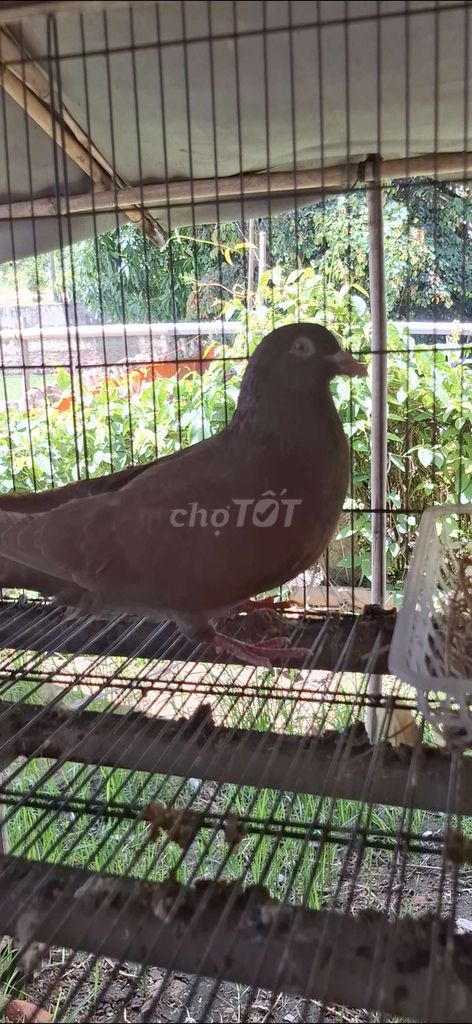 Chim bồ câu sinh sản. Mua bán Chim tại Huyện Châu Phú An Giang được đăng bởi La Hưng hình 1