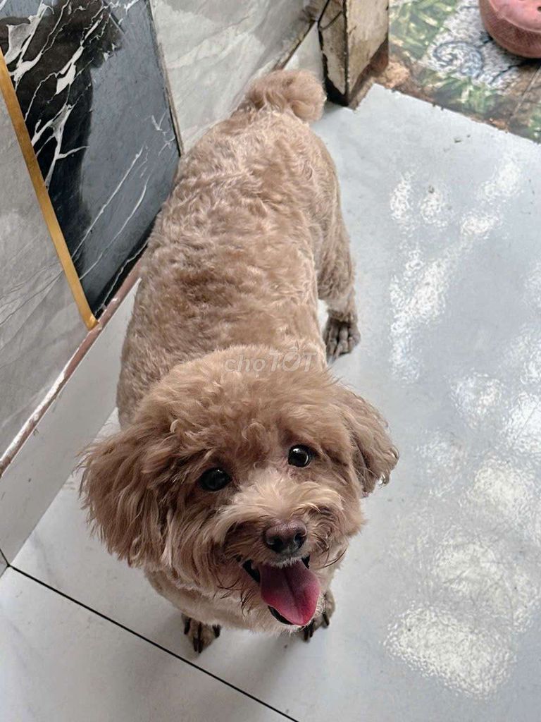 Chó Poodle cái màu Nâu. Mua bán Chó tại Thành phố Dĩ An Bình Dương được đăng bởi Văn Huỳnh hình 1
