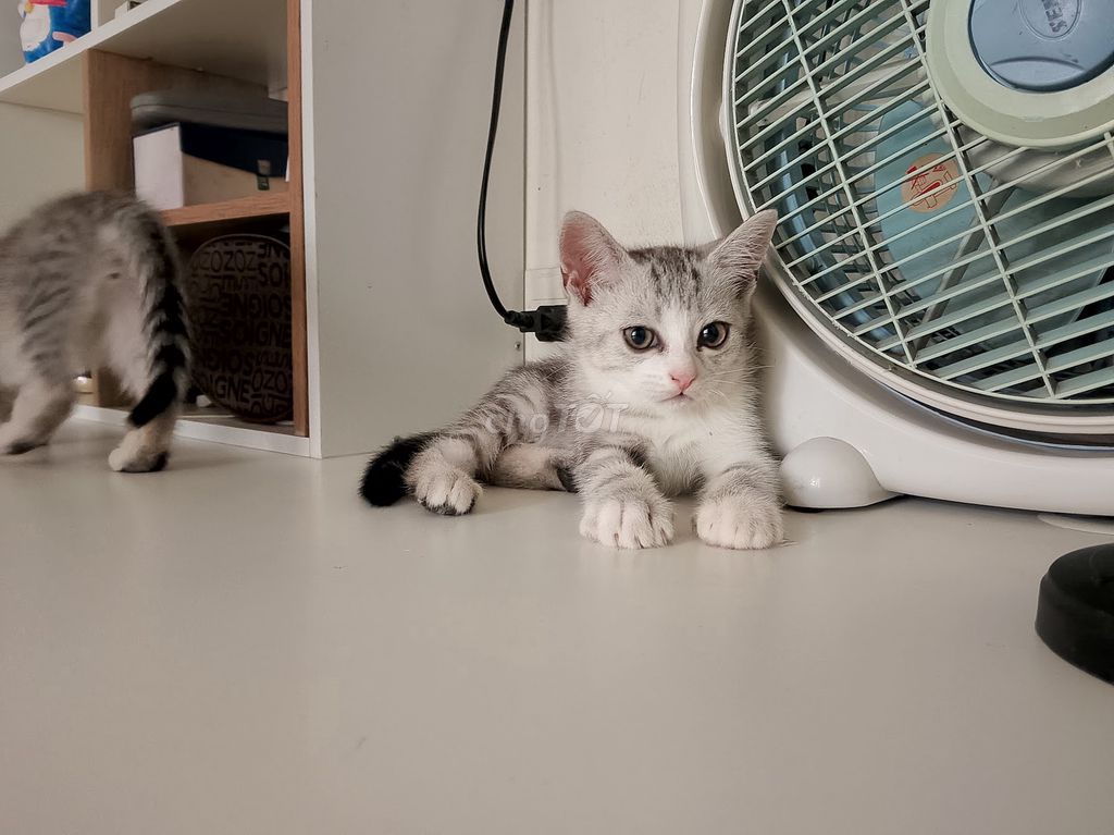 Mèo ALN đực 2 tháng Tabby sọc dưa. Mua bán Mèo tại Thành phố Buôn Ma Thuột Đắk Lắk được đăng bởi Trần Đức Viên hình 1