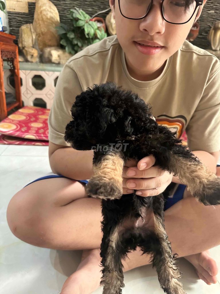 Poodle lai hơn 1 tháng tuổi; màu đen. Mua bán Chó tại Quận Cẩm Lệ Đà Nẵng được đăng bởi Duong hình 1