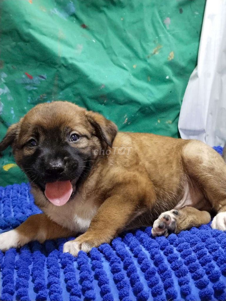 Chó Becgie Bỉ lai đực trưởng thành 35kí. Mua bán Chó tại Quận Bình Tân Tp Hồ Chí Minh được đăng bởi Nguyễn Hằng hình 1