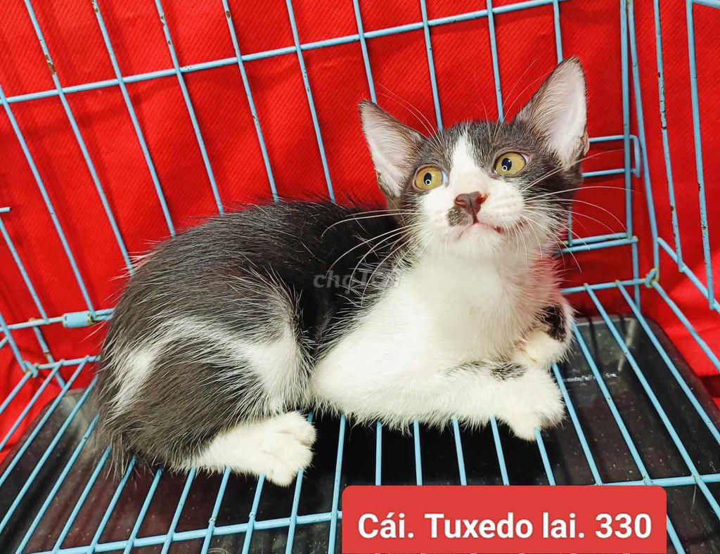 6 Bé Miu 2 tháng Tìm Ba Mẹ Yêu - ĐÃ TIÊM NGỪA. Mua bán Mèo tại Huyện Hóc Môn Tp Hồ Chí Minh được đăng bởi Phạm Đăng Khoa hình 4