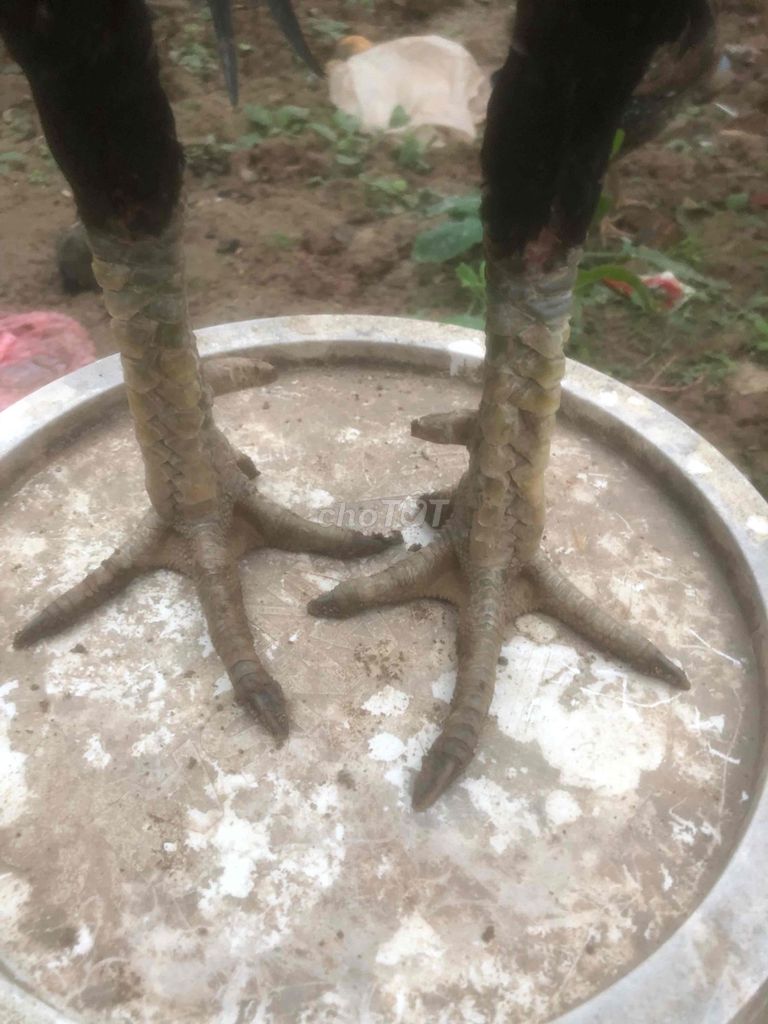 đúc đẹp. Mua bán Gà tại Huyện Phúc Thọ Hà Nội được đăng bởi điện hình 1