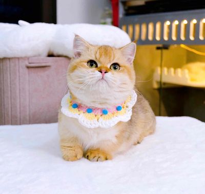 Mèo Nhập chân ngắn munchkin golden nhập trung