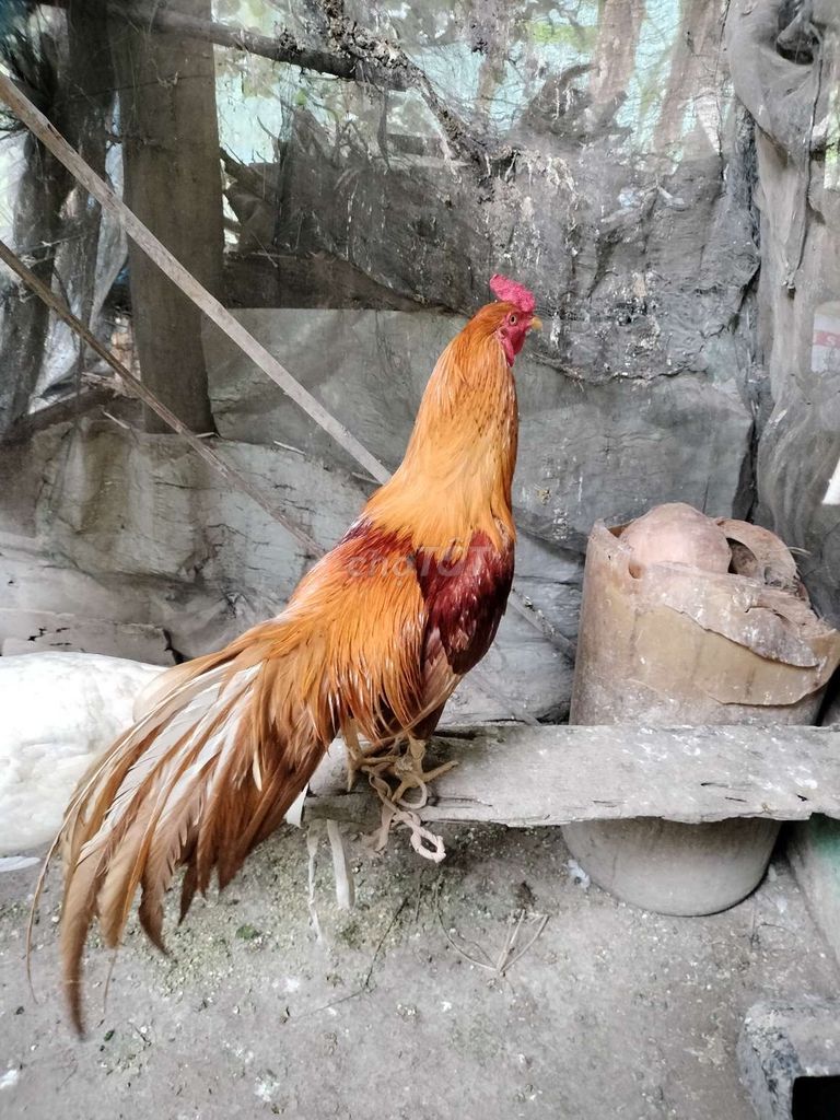 Gà tơ zin. Mua bán Gà tại Huyện Mỏ Cày Bắc Bến Tre được đăng bởi khang hình 1