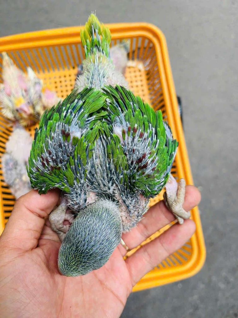 xích my from to Như ấn. Mua bán Chim tại Quận Cầu Giấy Hà Nội được đăng bởi Shop chim vẹt  hình 1