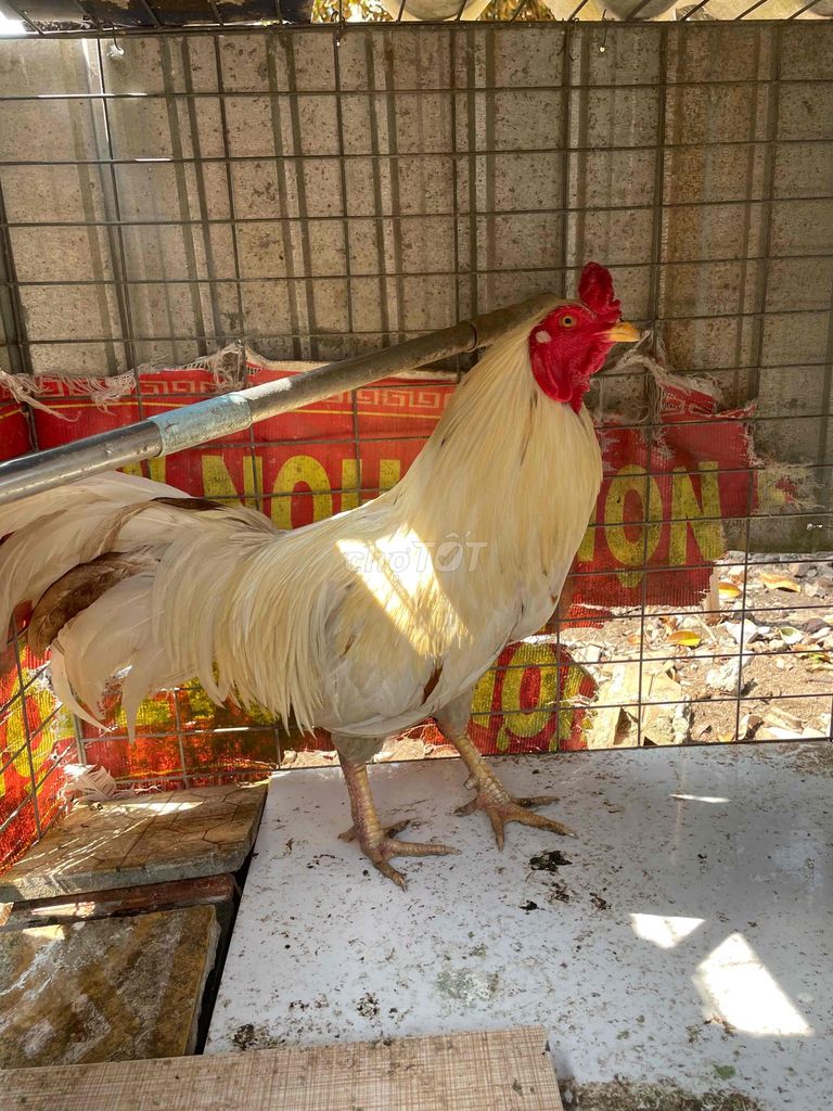 Gà đá trống Trắng khỏe mạnh. Mua bán Gà tại Thành phố Tân An Long An được đăng bởi Hồ Thanh Sang hình 1