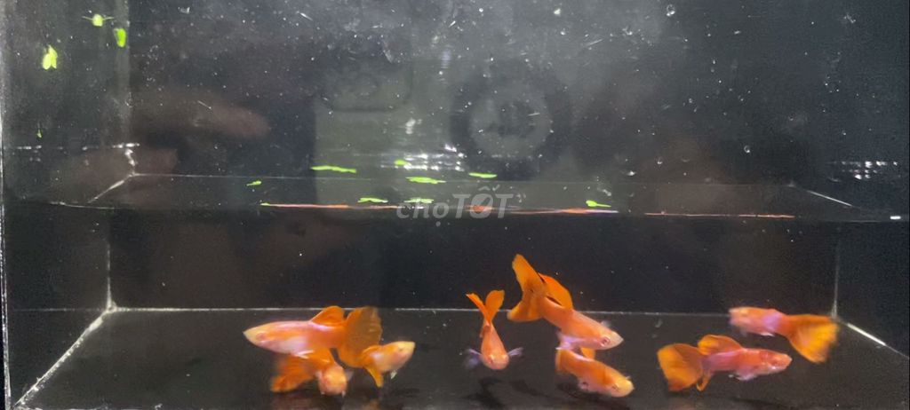 Combo cá Guppy 150k/12 cặp tặng 1 cặp , free ship. Mua bán Thú cưng khác tại Thành phố Thủ Đức Tp Hồ Chí Minh được đăng bởi Lê Đào Anh Vũ hình 1