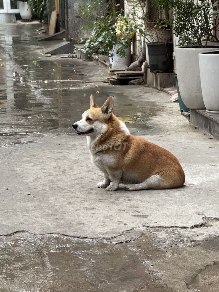Chó Corgi 2 năm. Mua bán Chó tại Quận Thanh Xuân Hà Nội được đăng bởi Đức hình 1