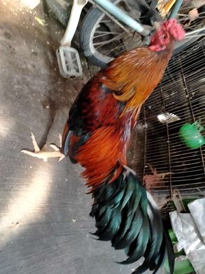 Điều 2kg50. Mua bán Gà tại Quận 8 Tp Hồ Chí Minh được đăng bởi đại 