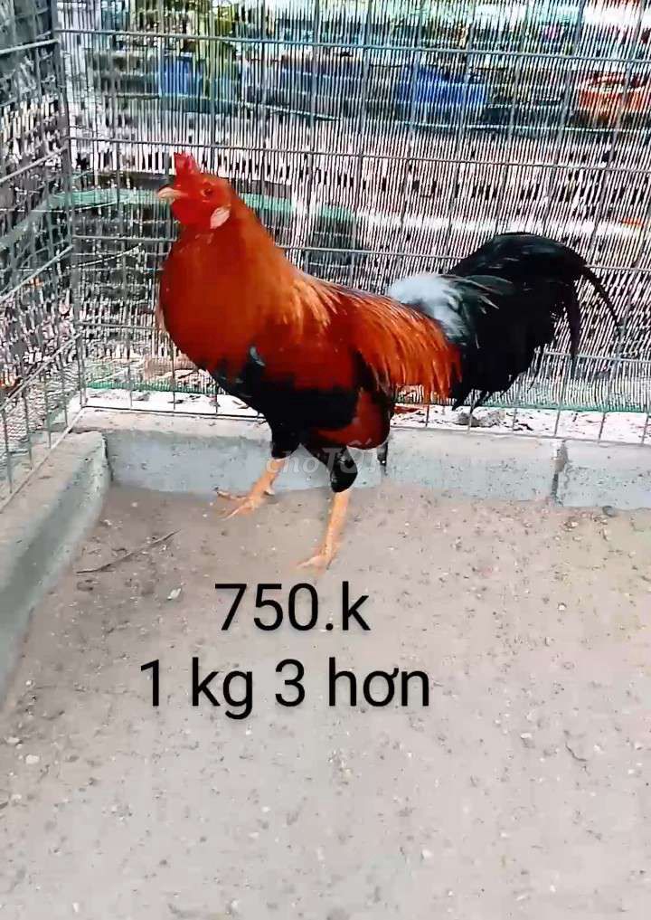 Gà zin nha ae 1 kg 3 hơn ae hợp lh mình