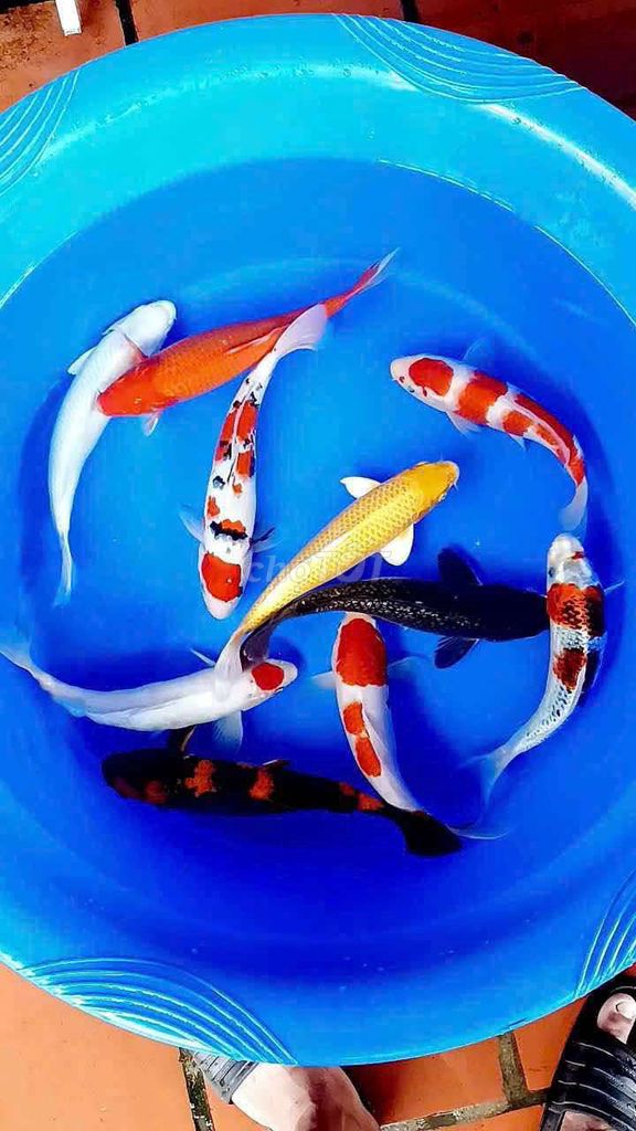 Cá chép Koi đa màu phi tần địa điểm bmt. Mua bán Thú cưng khác tại Thành phố Buôn Ma Thuột Đắk Lắk được đăng bởi Cá Cảnh Bá Phong BMT hình 1