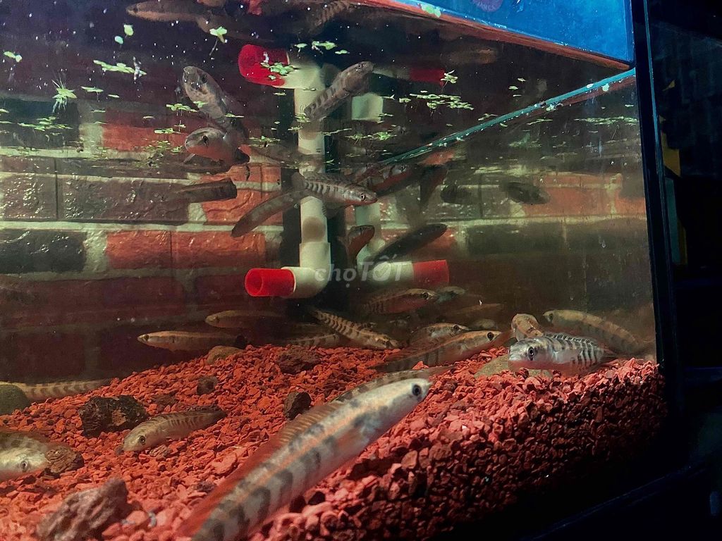 Cá lóc red U10-12-14 sọc to viền bự màu đậm. Mua bán Thú cưng khác tại Quận Bình Tân Tp Hồ Chí Minh được đăng bởi Mê Cá hình 1