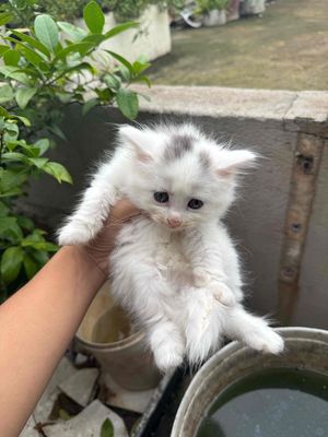 mèo anh lông ngắn. Mua bán Mèo tại Quận Hồng Bàng Hải Phòng được đăng bởi Bùi Thế Minh