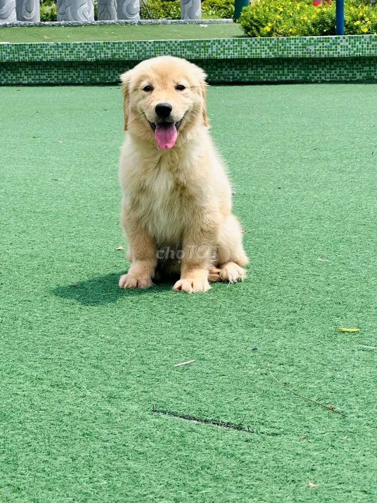 Chó Golden Retriever. Mua bán Chó tại Quận Long Biên Hà Nội được đăng bởi Pet home hình 1