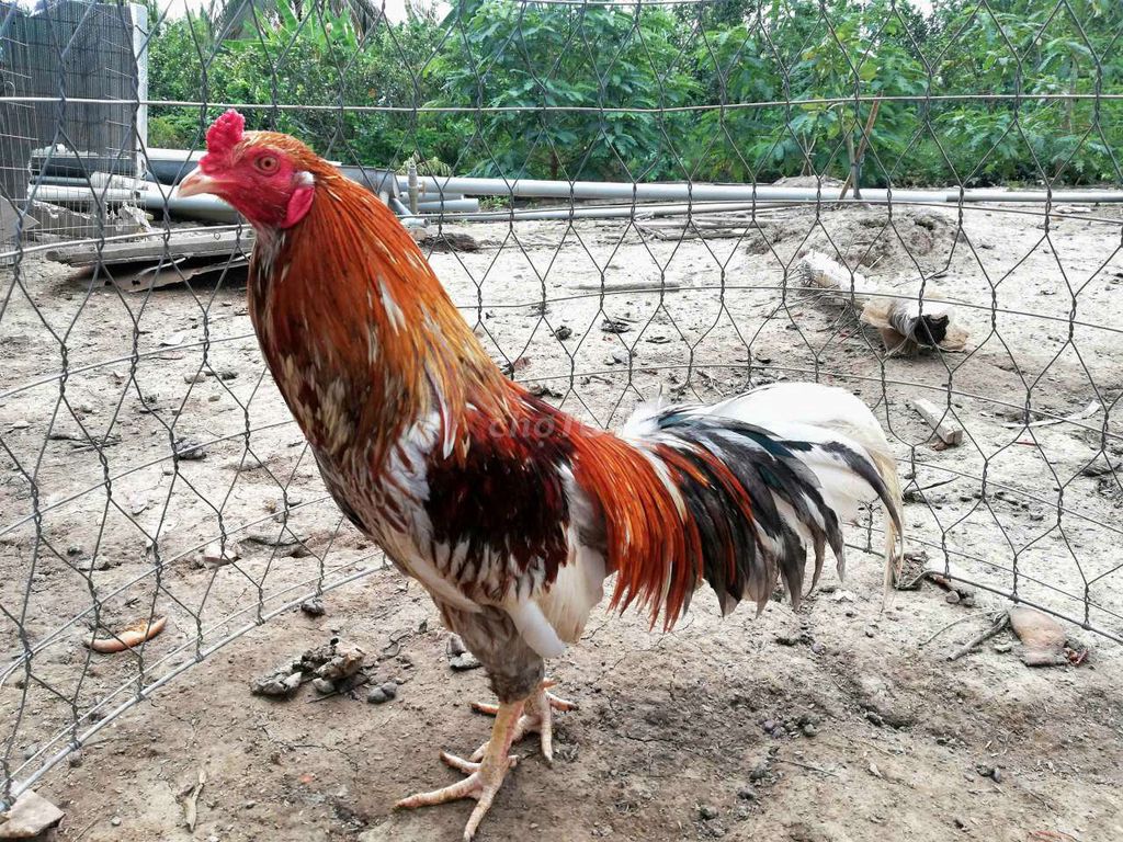 Gà Xám 2.4kg. Mua bán Gà tại Huyện Chợ Gạo Tiền Giang được đăng bởi Trại gà nồi Trần Duy hình 1