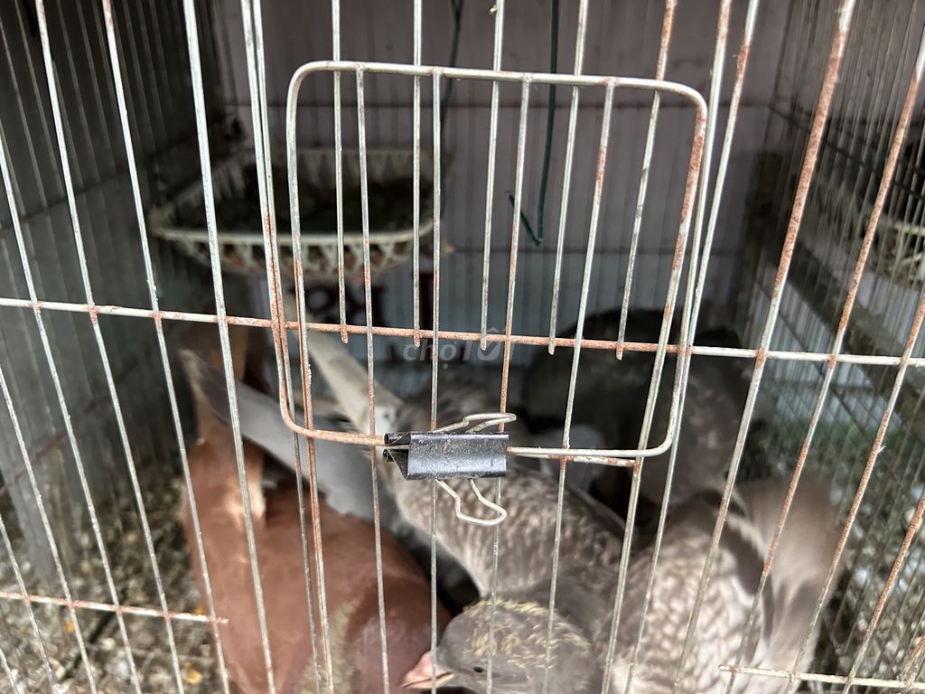 Chim bồ câu Pháp đang sinh sản. Mua bán Chim tại Huyện Thanh Trì Hà Nội được đăng bởi Nguyễn Tuấn Anh hình 1