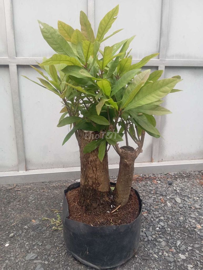 Cây cảnh Lộc Vừng Đỏ. Mua bán Cây cảnh, đồ trang trí tại Huyện Củ Chi Tp Hồ Chí Minh được đăng bởi Cây kiểng giá rẻ LT1 hình 1