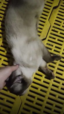 Mèo Xiêm thuần Đực Nâu kem 1 năm tuổi