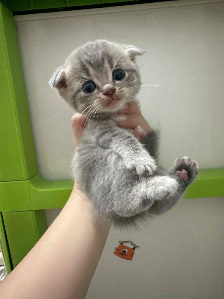 Mèo Anh lông ngắn con Tabby tai cụp mắt xanh. Mua bán Mèo tại Thành phố Sa Đéc Đồng Tháp được đăng bởi Thanh Trúc hình 1