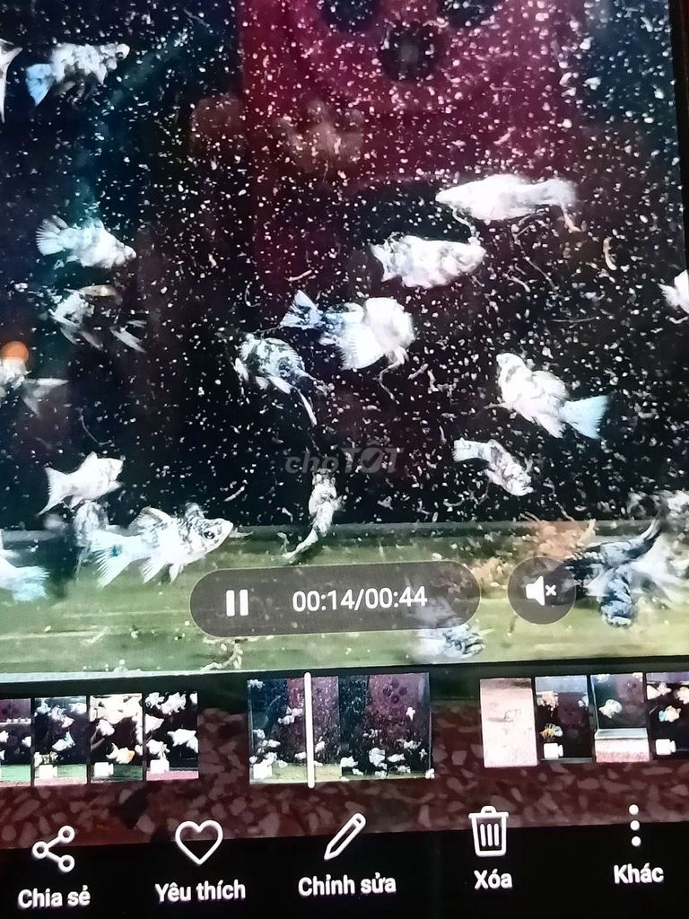 Cá cảnh đa màu sắc dễ nuôi 1thg. Mua bán Thú cưng khác tại Huyện Củ Chi Tp Hồ Chí Minh được đăng bởi Bé yêu  hình 1