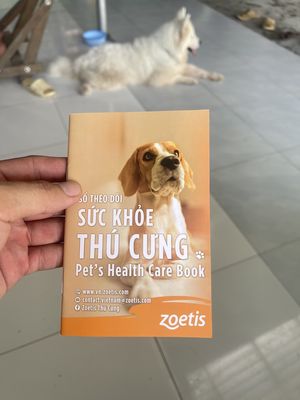 Chó Samoyed không xác định 28 tháng