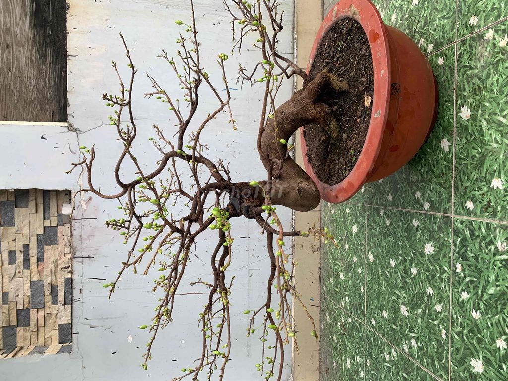 bán hoặc cho thuê mai vàng bonsai,đầy nụ chơi tết