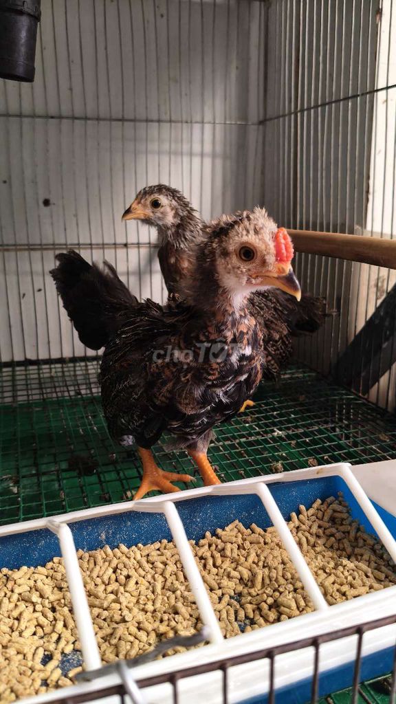 Gà Tân Châu trống mái đuôi dài. Mua bán Gà tại Quận 12 Tp Hồ Chí Minh được đăng bởi Gà Kiểng Sài Gòn  hình 1