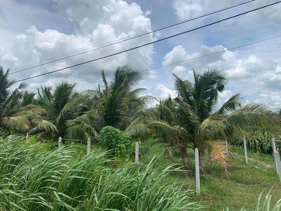 kẹt tiền cần bán gấp , thích hợp đầu tư. Mua bán đất tại Huyện Càng Long Trà Vinh được đăng bởi Trần Văn Đô