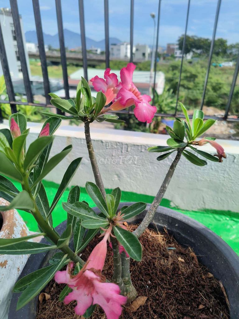 Địa lan màu Tím, sứ. Mua bán Cây cảnh, đồ trang trí tại Quận Sơn Trà Đà Nẵng được đăng bởi Trong Huynh hình 1