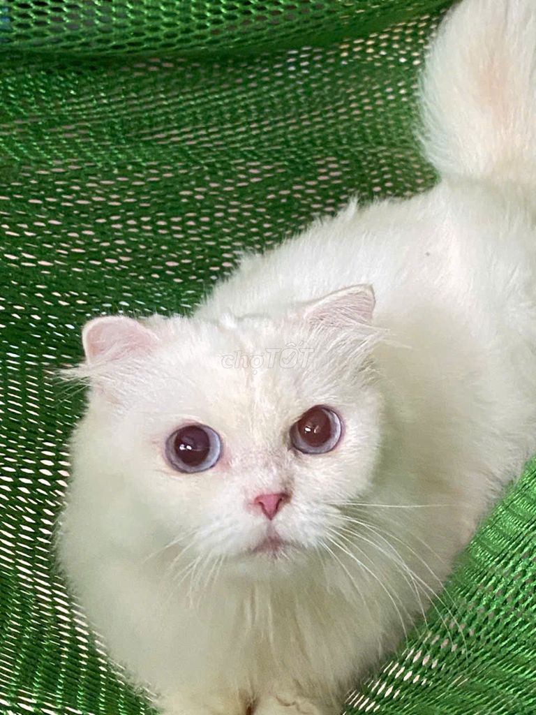 mèo Munchkin cái, lùn,trắng, lông dài, tai cụp. Mua bán Mèo tại Thành phố Thủ Đức Tp Hồ Chí Minh được đăng bởi Tên chưa cung cấp hình 3