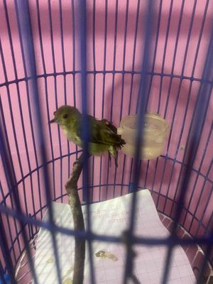 ốc mít đất siêng miệng đã thả lụp. Mua bán Chim tại Thành phố Thuận An Bình Dương được đăng bởi nguyễn khang anh