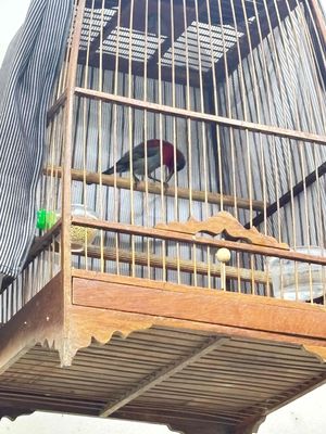bộ hút mật xác phá0 thuần dạn. Mua bán Chim tại Quận 12 Tp Hồ Chí Minh được đăng bởi Triển