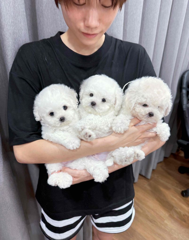 Chó Bichon tiêu chuẩn đực cái. Mua bán Chó tại Quận Long Biên Hà Nội được đăng bởi ViVi An hình 1