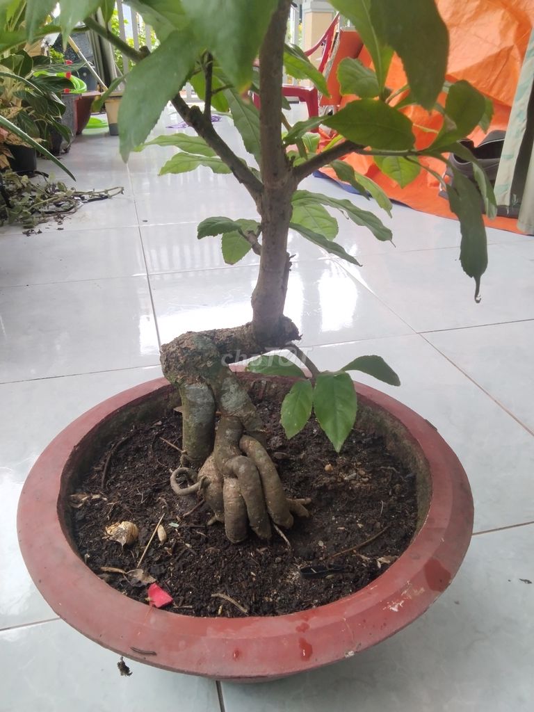 Cây cảnh bonsai Lộc vừng củ đế đẹp già mùa lá. Mua bán Cây cảnh, đồ trang trí tại Huyện Đức Huệ Long An được đăng bởi May Test hình 1