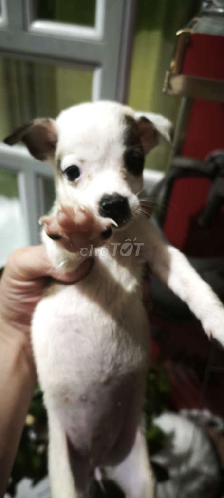 Chó cỏ con lanh lợi, sức khỏe tốt. Mua bán Chó tại Huyện Hóc Môn Tp Hồ Chí Minh được đăng bởi Cường Cường hình 1