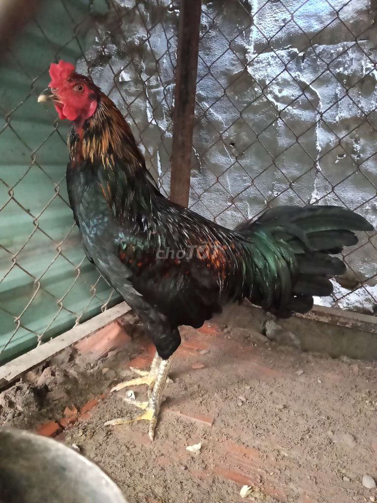 Gà Jap trống 7 tháng màu Đen. Mua bán Gà tại Huyện Long Thành Đồng Nai được đăng bởi Hung hình 1