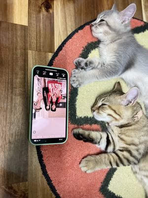 Cần bán mèo anh lông ngắn màu tabby lai. Mua bán Mèo tại Quận Tân Phú Tp Hồ Chí Minh được đăng bởi Nguyễn Đình Luân