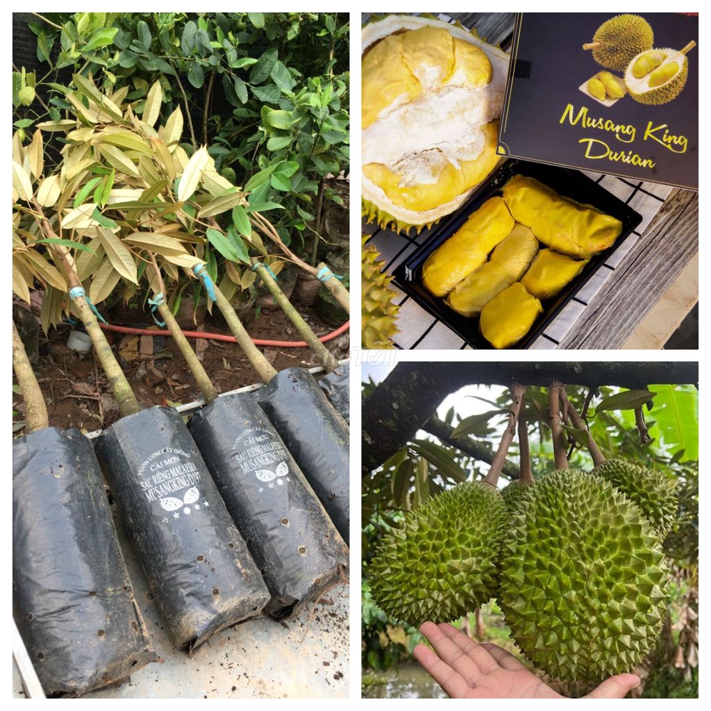 Cây giống sầu riêng musang king