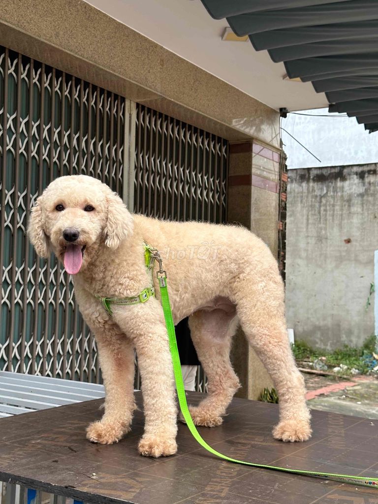 Poodle standar đẹp khoẻ mạnh hiền