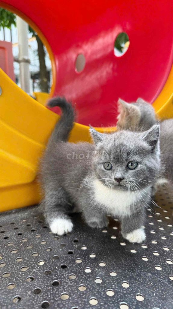 Mèo Munchkin cái. Mua bán Mèo tại Quận 7 Tp Hồ Chí Minh được đăng bởi Đại Lý  hình 1