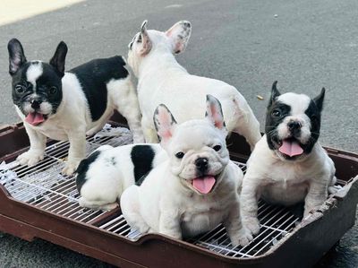 Chó Bull Pháp Bò sữa trắng đen thuần chủng baby